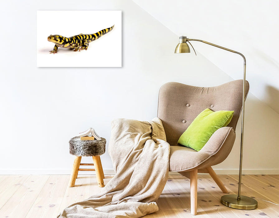 Premium Textil-Leinwand Premium Textil-Leinwand 75 cm x 50 cm quer Barren-Tigersalamander - Ambystoma mavortium