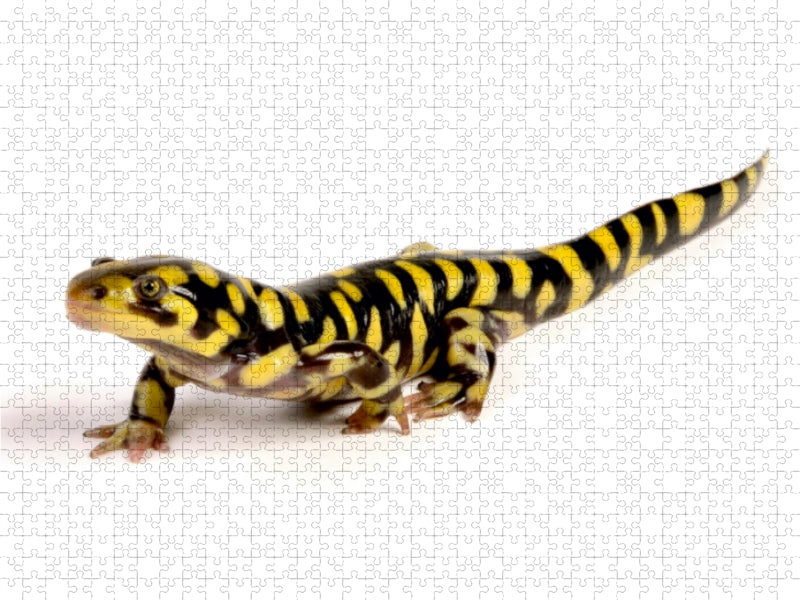 Barren-Tigersalamander - Ambystoma mavortium - CALVENDO Foto-Puzzle - calvendoverlag 29.99