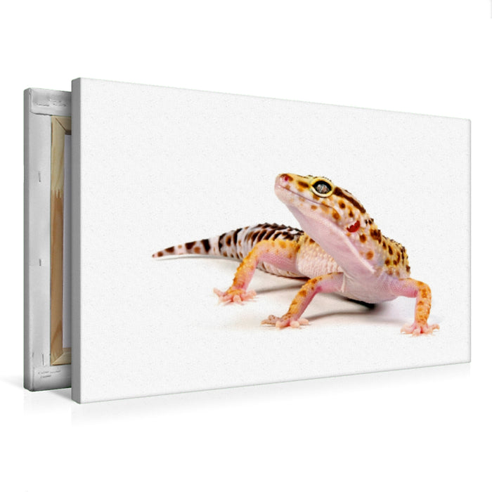 Premium Textil-Leinwand Premium Textil-Leinwand 75 cm x 50 cm quer Leopardgecko - Eublepharis macularius