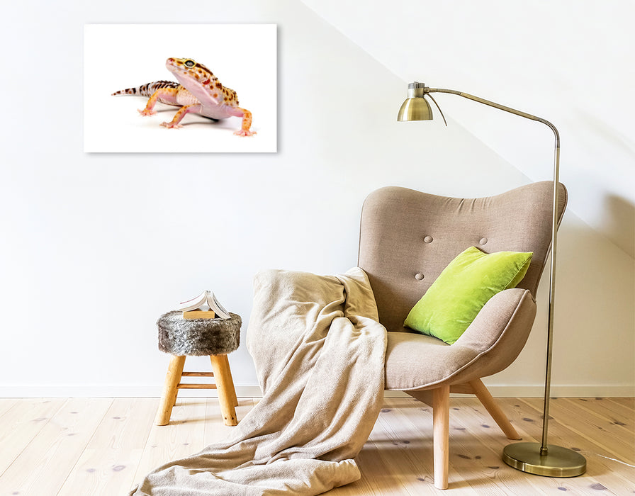 Premium Textil-Leinwand Premium Textil-Leinwand 75 cm x 50 cm quer Leopardgecko - Eublepharis macularius