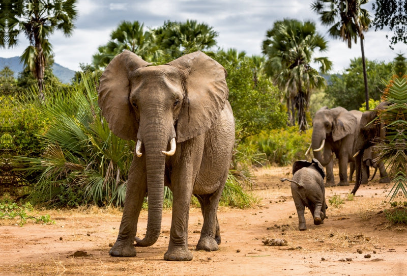 Premium Textil-Leinwand Premium Textil-Leinwand 120 cm x 80 cm quer Abenteuer Sambia: Elefant mit Jungtier im Lower Zambezi National Park