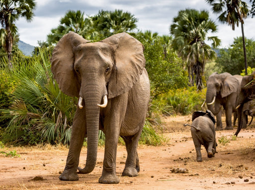 Abenteuer Sambia: Elefant mit Jungtier im Lower Zambezi National Park - CALVENDO Foto-Puzzle - calvendoverlag 29.99
