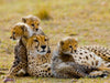 Gepardenfamilie - CALVENDO Foto-Puzzle - calvendoverlag 29.99