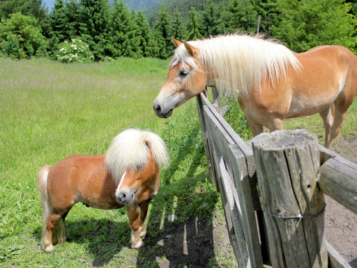 Tiroler Langmähnen - CALVENDO Foto-Puzzle - calvendoverlag 29.99