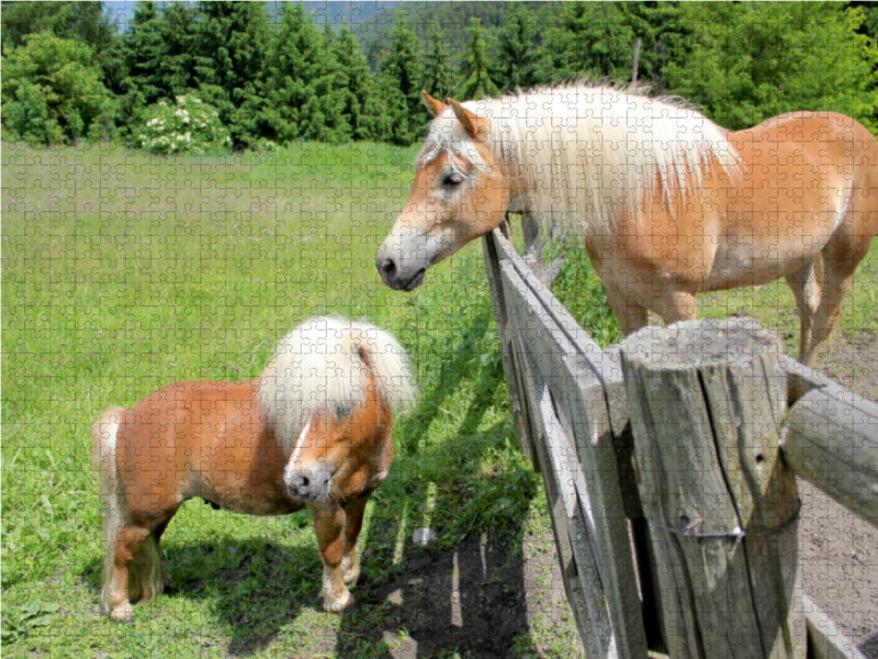 Tiroler Langmähnen - CALVENDO Foto-Puzzle - calvendoverlag 29.99