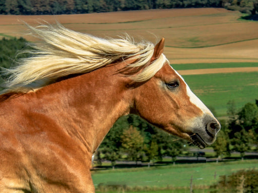 Haflinger im Galopp - CALVENDO Foto-Puzzle - calvendoverlag 29.99