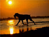 Boxer im Sonnenuntergang - CALVENDO Foto-Puzzle - calvendoverlag 29.99