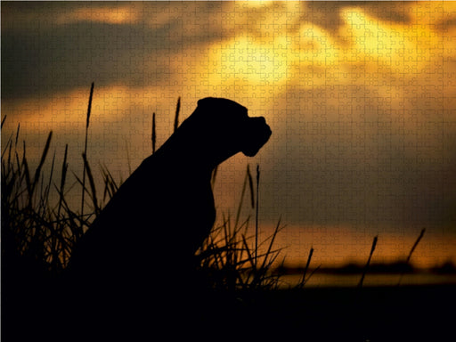 Hund im Gegenlicht am Meer - CALVENDO Foto-Puzzle - calvendoverlag 29.99