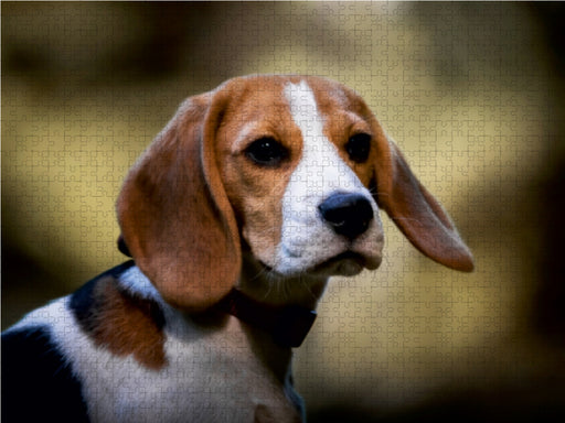 Beagle-Portrait - CALVENDO Foto-Puzzle - calvendoverlag 29.99