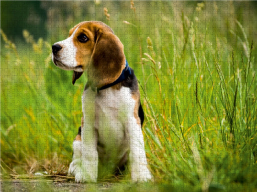 Beagle-Welpe - CALVENDO Foto-Puzzle - calvendoverlag 29.99