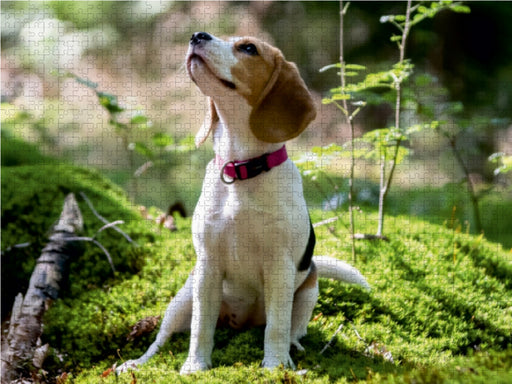 Beagle-Mädchen im Wald - CALVENDO Foto-Puzzle - calvendoverlag 29.99