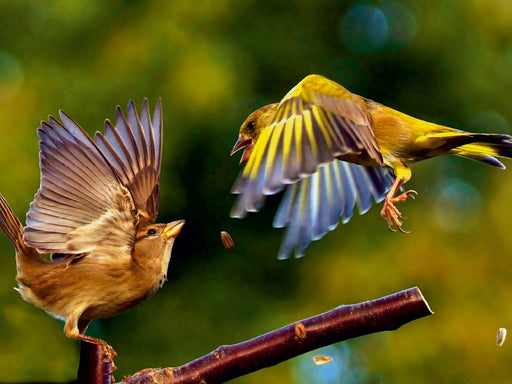 Singvögel in Deutschland - CALVENDO Foto-Puzzle - calvendoverlag 29.99