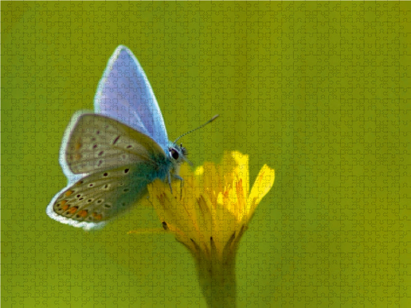 Schmetterlinge-Auf den Wiesen unserer Heimat - CALVENDO Foto-Puzzle - calvendoverlag 29.99
