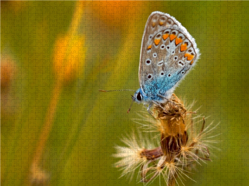 Hauhechel-Bläuling - CALVENDO Foto-Puzzle - calvendoverlag 29.99