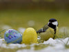 Kohlmeise mit Ostereier - CALVENDO Foto-Puzzle - calvendoverlag 29.99