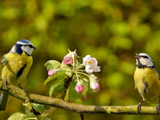 Frühlingsmelodie der Blaumeise - CALVENDO Foto-Puzzle - calvendoverlag 29.99