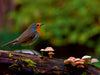 Rotkehlchen im Wald - CALVENDO Foto-Puzzle - calvendoverlag 29.99