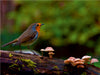 Rotkehlchen im Wald - CALVENDO Foto-Puzzle - calvendoverlag 29.99