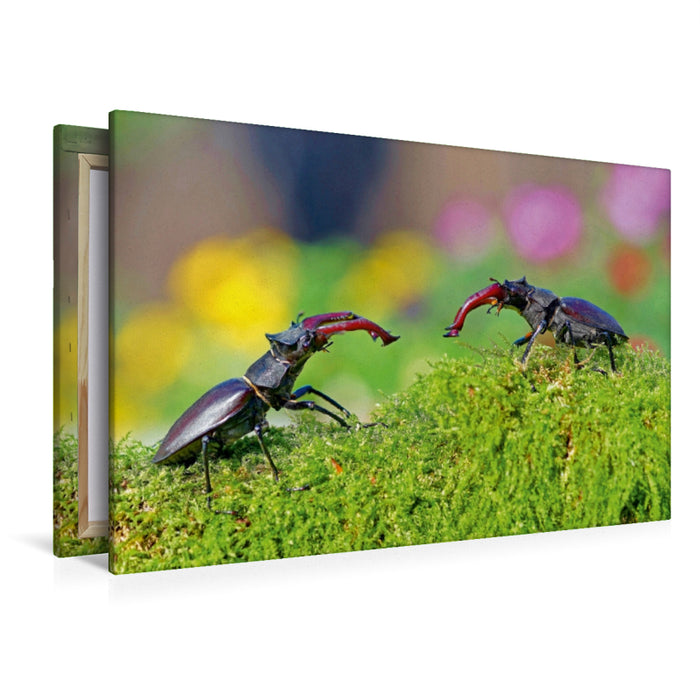 Toile textile premium Toile textile premium 120 cm x 80 cm paysage Deux coléoptères mâles 