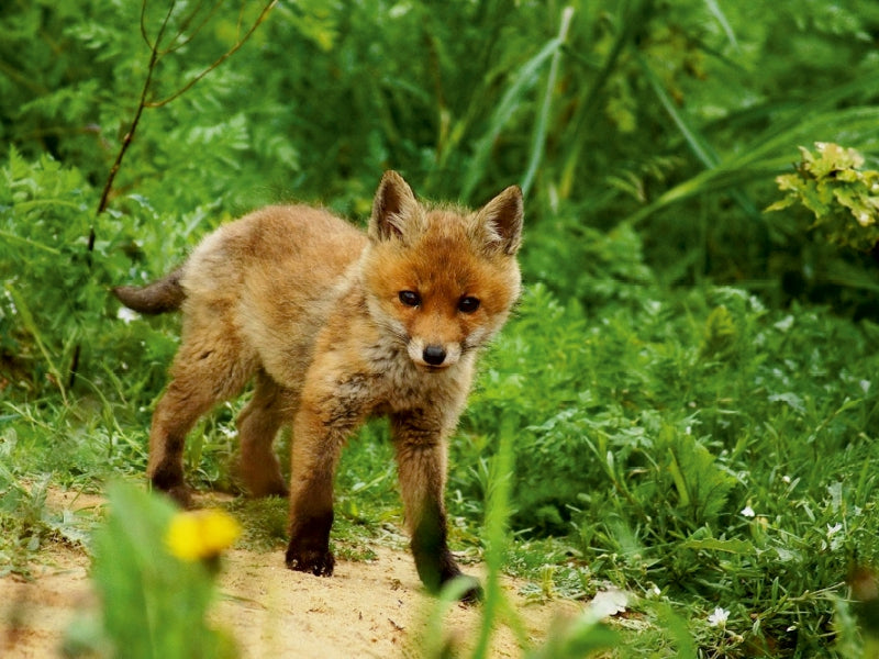 Kleiner Fuchs - CALVENDO Foto-Puzzle - calvendoverlag 29.99