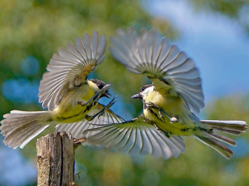 Zwei Kohlmeisen im Luftkampf - CALVENDO Foto-Puzzle - calvendoverlag 29.99