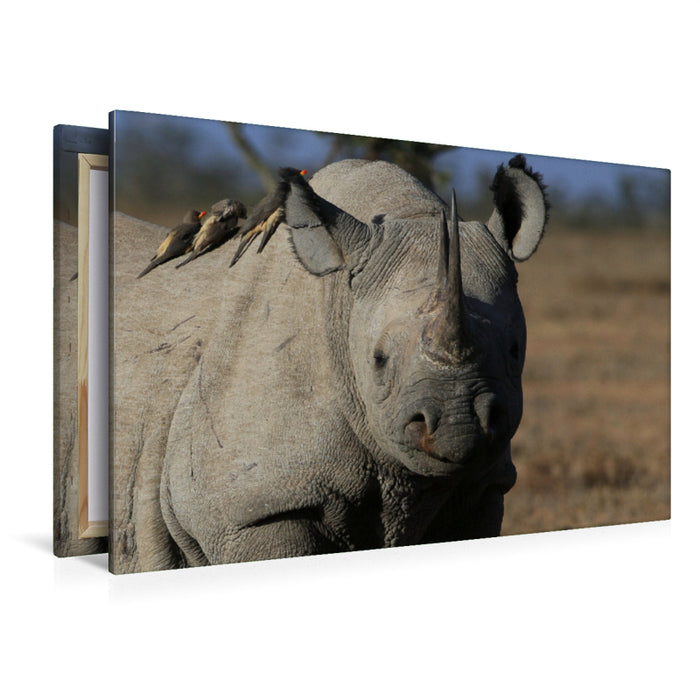 Premium Textil-Leinwand Premium Textil-Leinwand 120 cm x 80 cm quer Nashorn im Ol Pejeta Conservancy Kenia