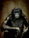 Bonobo - CALVENDO Foto-Puzzle - calvendoverlag 29.99