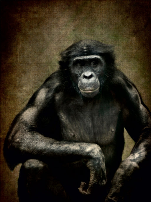 Bonobo - CALVENDO Foto-Puzzle - calvendoverlag 29.99