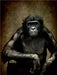 Bonobo - CALVENDO Foto-Puzzle - calvendoverlag 29.99