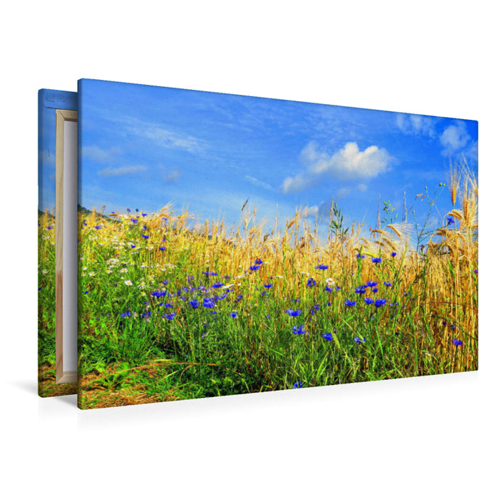 Premium Textil-Leinwand Premium Textil-Leinwand 120 cm x 80 cm quer Ein Motiv aus dem Kalender Kornblumen - Blaue Schönheiten