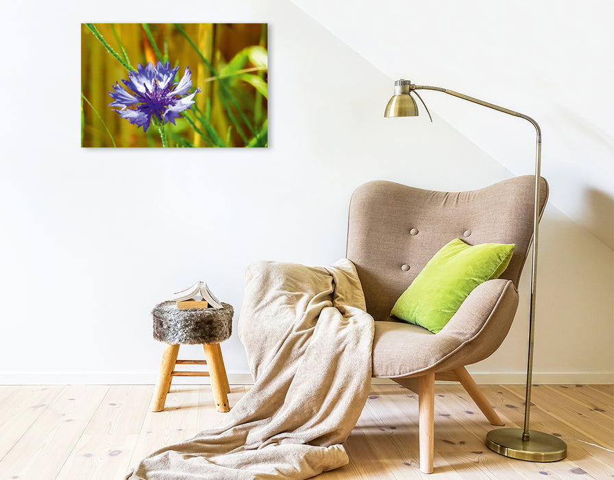 Premium Textil-Leinwand Premium Textil-Leinwand 75 cm x 50 cm quer Ein Motiv aus dem Kalender Kornblumen - Blaue Schönheiten