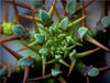 Euphorbia avasmontana - CALVENDO Foto-Puzzle - calvendoverlag 29.99