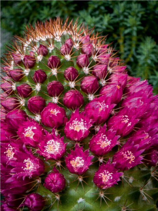 Mammillaria backebergiana - CALVENDO Foto-Puzzle - calvendoverlag 29.99