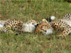 Geparden beim Mittagsschlaf - CALVENDO Foto-Puzzle - calvendoverlag 29.99