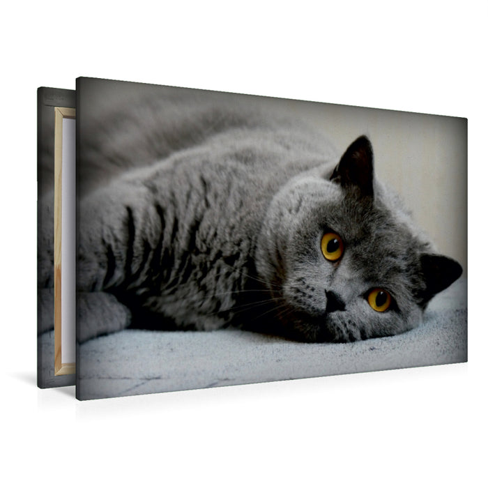 Premium Textil-Leinwand Premium Textil-Leinwand 120 cm x 80 cm quer Britischkurzhaar Katze. Ein Motiv aus dem Kalender GRAUE ENGEL