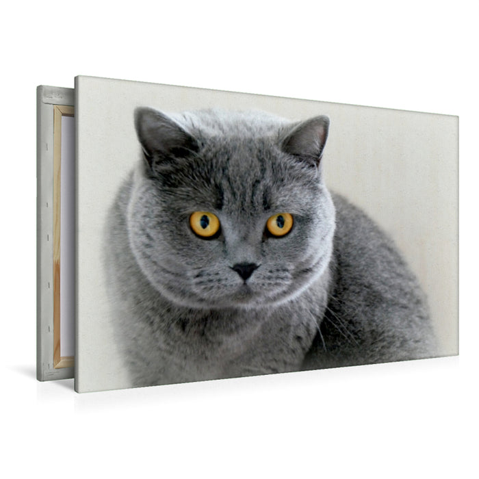 Premium Textil-Leinwand Premium Textil-Leinwand 120 cm x 80 cm quer Britischkurzhaar-Katze.Ein Motiv aus dem Kalender "GRAUE ENGEL"