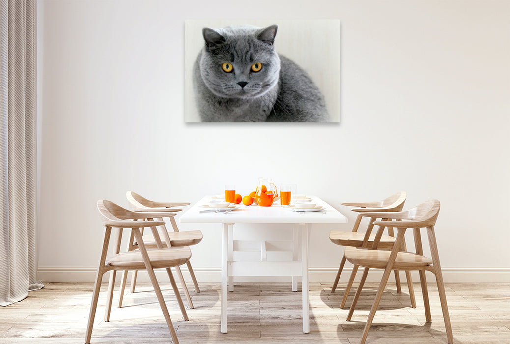 Premium Textil-Leinwand Premium Textil-Leinwand 120 cm x 80 cm quer Britischkurzhaar-Katze.Ein Motiv aus dem Kalender "GRAUE ENGEL"