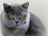 Britischkurzhaar-Katze.Ein Motiv aus dem Kalender "GRAUE ENGEL" - CALVENDO Foto-Puzzle - calvendoverlag 29.99