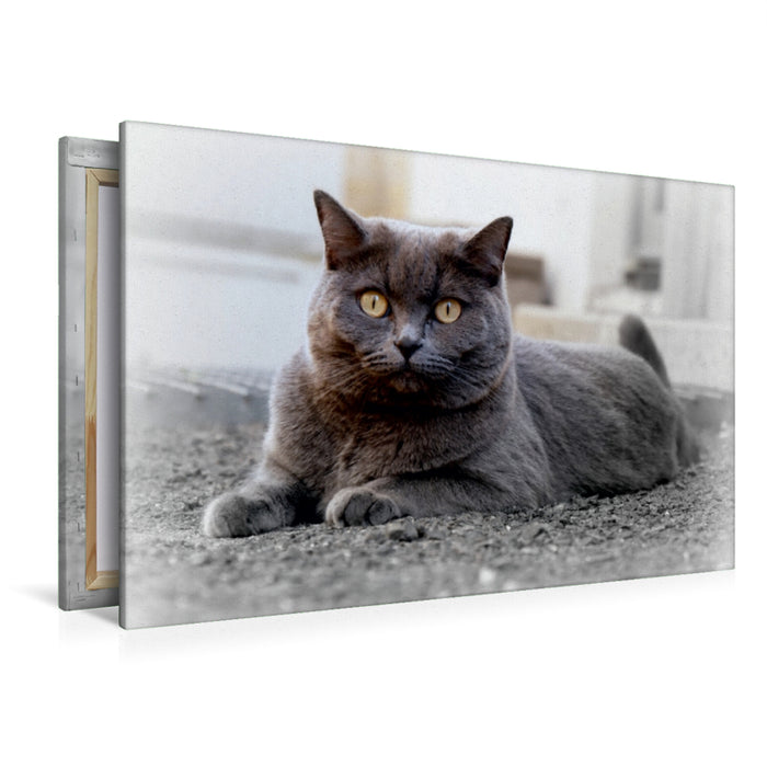 Premium Textil-Leinwand Premium Textil-Leinwand 120 cm x 80 cm quer Britischkurzhaar-Katze. Ein Motiv aus dem Kalender`"Graue Engel"