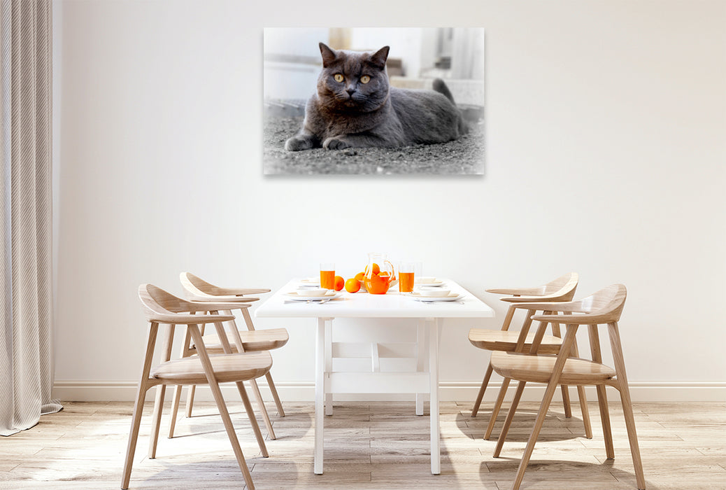 Premium Textil-Leinwand Premium Textil-Leinwand 120 cm x 80 cm quer Britischkurzhaar-Katze. Ein Motiv aus dem Kalender`"Graue Engel"