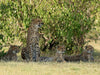 Geparden unter schattigem Busch - CALVENDO Foto-Puzzle - calvendoverlag 29.99