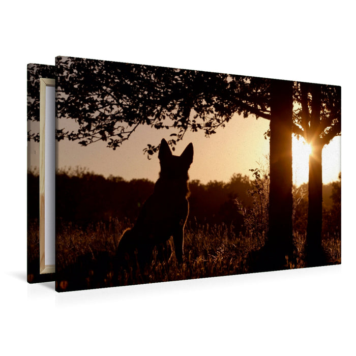 Premium Textil-Leinwand Premium Textil-Leinwand 120 cm x 80 cm quer Deutscher Schäferhund