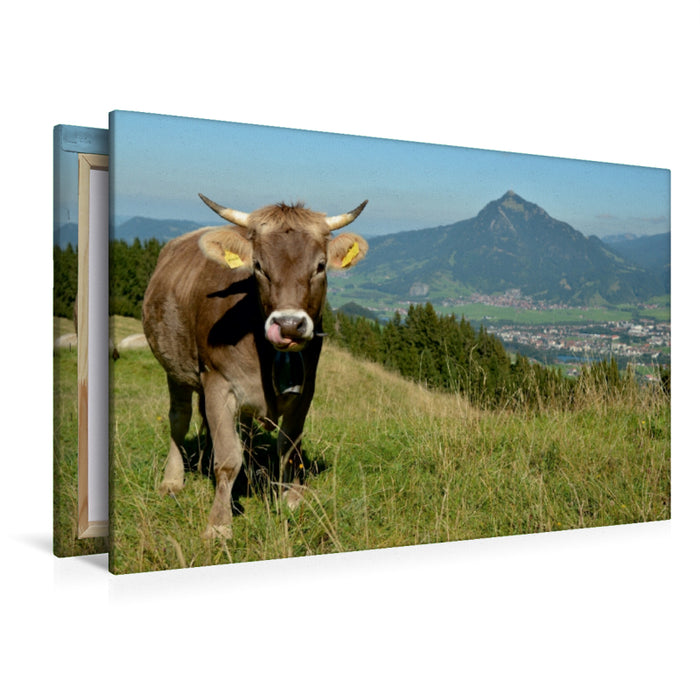 Premium Textil-Leinwand Premium Textil-Leinwand 120 cm x 80 cm quer Braunviehrind bei Ofterschwang