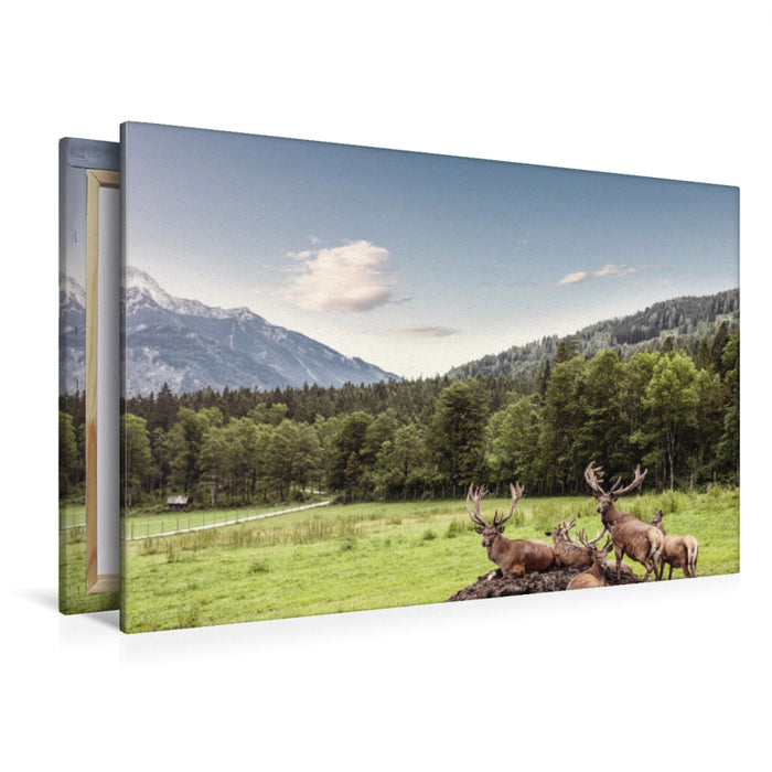 Premium Textil-Leinwand Premium Textil-Leinwand 120 cm x 80 cm quer Eine Herde Rotwild weiden in der schönen Natur in den Bergen von Hinterstoder