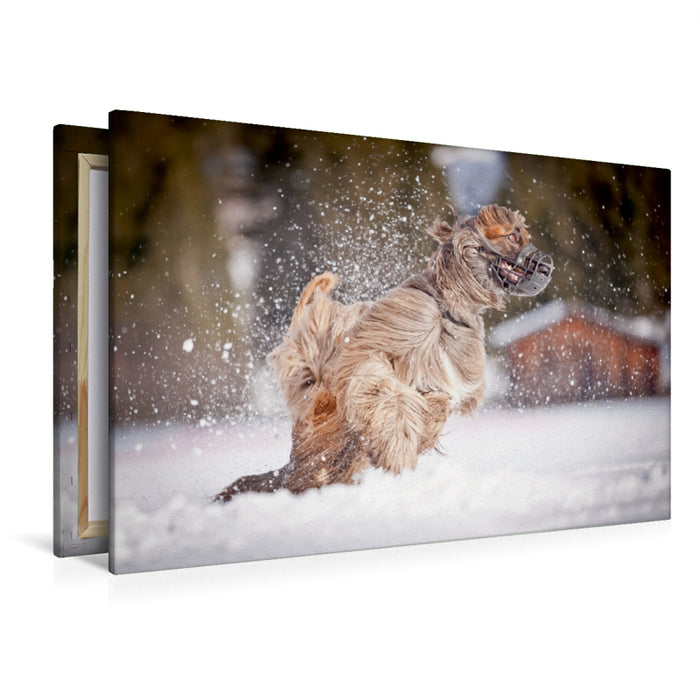 Premium Textil-Leinwand Premium Textil-Leinwand 120 cm x 80 cm quer Afghanischer Windhund beim Coursing im Schnee