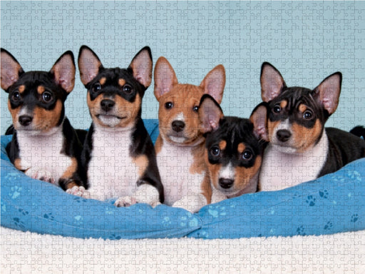 Bezaubernde Basenji-Welpen - CALVENDO Foto-Puzzle - calvendoverlag 29.99