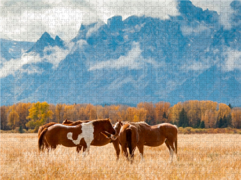 Pferde im Grand Teton National Park - CALVENDO Foto-Puzzle - calvendoverlag 29.99