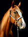 American Quarter Horse - CALVENDO Foto-Puzzle - calvendoverlag 29.99