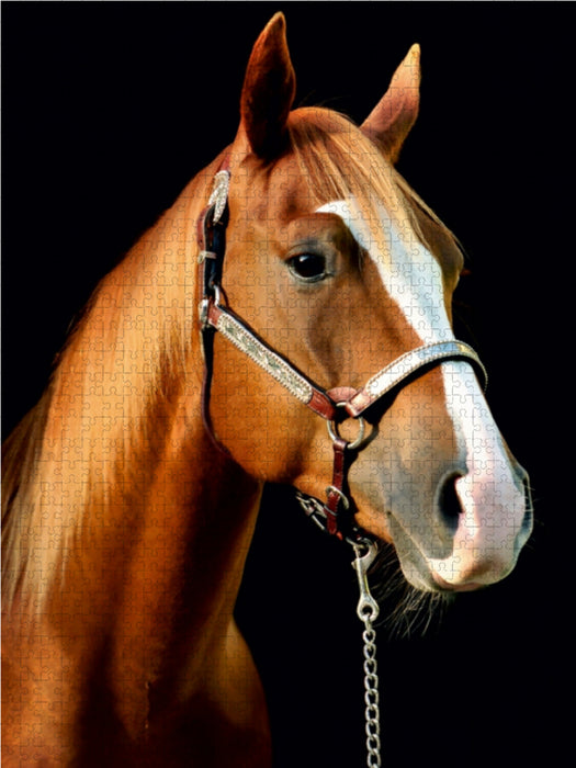 American Quarter Horse - CALVENDO Foto-Puzzle - calvendoverlag 29.99