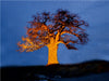 Ein Baobab in Botswana - CALVENDO Foto-Puzzle - calvendoverlag 29.99